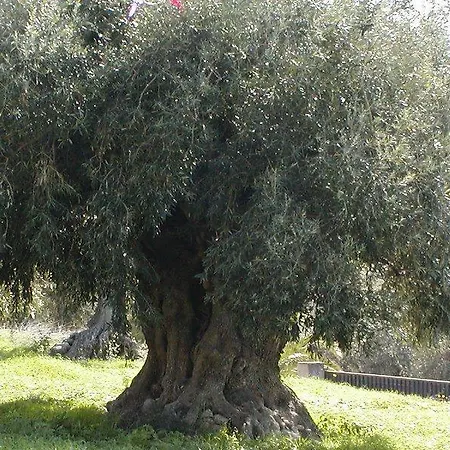 Casa De Luca